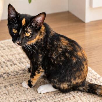 Tessa -  Domestic Short Hair Cat for Adoption in Long Beach, California - Tessa | PetCurious