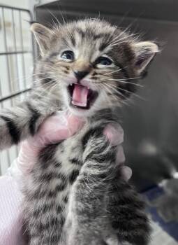 Cheese Curd -  Domestic Short Hair Cat for Adoption in Cincinnati, Ohio - Cheese Curd | PetCurious