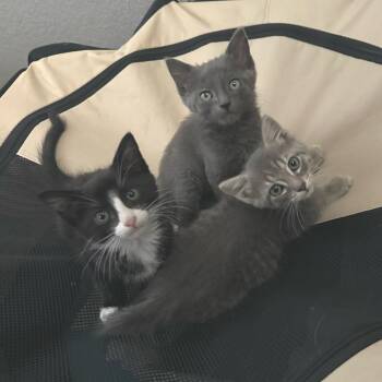 Butterstick -  Domestic Short Hair Cat for Adoption in Denver, Colorado - Butterstick | PetCurious