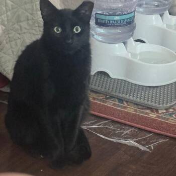 Darrow -  Domestic Short Hair Cat for Adoption in Boston, Massachusetts - Darrow | PetCurious