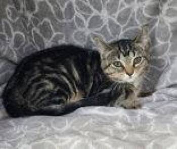 7126 (Poppy) -  Domestic Short Hair Cat for Adoption in Lake City, Michigan - 7126 (Poppy) | PetCurious