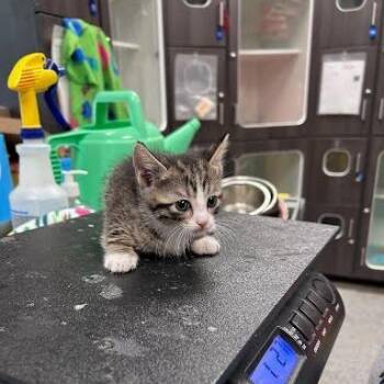 Prince Eric -  Domestic Short Hair Cat for Adoption in Jeffersonville, Indiana - Prince Eric | PetCurious
