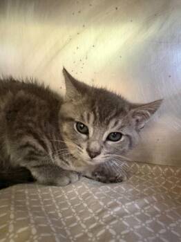 Domestic Short Hair Cats Available for Adoption in Pomona, New York - Leonardo | PetCurious