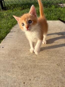 Noodles -  Domestic Medium Hair Cat for Adoption in Valley Park, Oklahoma - Noodles | PetCurious