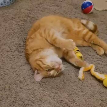 Domestic Short Hair Cats Available for Adoption in Saint Paul, Minnesota - Magoo | PetCurious