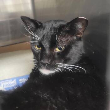 Smittens -  Domestic Short Hair Cat for Adoption in Buffalo, New York - Smittens | PetCurious