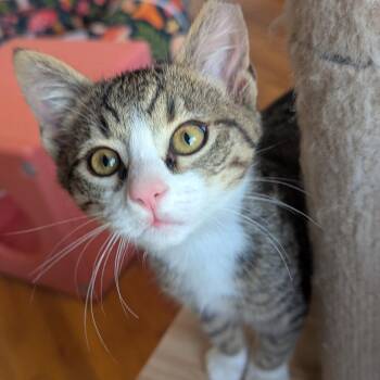 Domestic Short Hair Cats Available for Adoption - Matt Damon | PetCurious