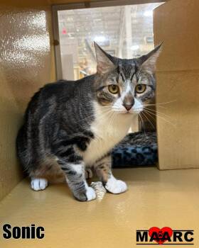 Domestic Short Hair Cats Available for Adoption in Maryville, Tennessee - Sonic | PetCurious