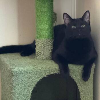 Milton -  Domestic Medium Hair Cat for Adoption in Jupiter, Florida - Milton | PetCurious