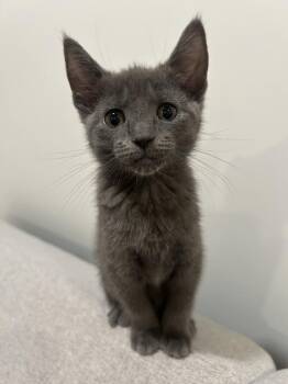Domestic Short Hair Cats Available for Adoption in Greenbelt, Maryland - Genny | PetCurious
