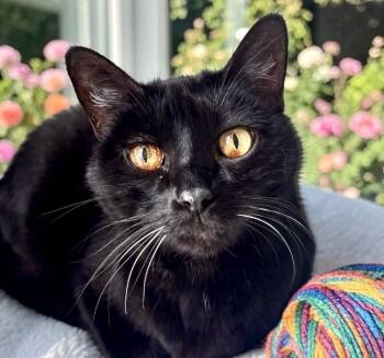 Fuzzy - Front Declawed -  Domestic Short Hair Cat for Adoption in Perry, Iowa - Fuzzy - Front Declawed | PetCurious