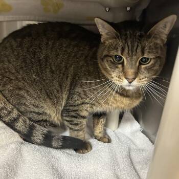 Yolk -  Domestic Short Hair Cat for Adoption in Indianapolis, Indiana - Yolk | PetCurious