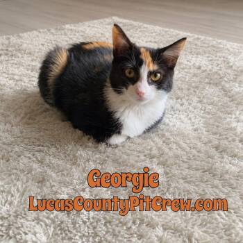 Georgie -  Calico and Domestic Short Hair Cat for Adoption in Toledo, Ohio - Georgie | PetCurious