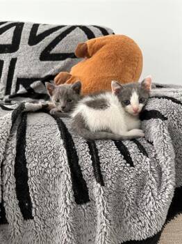 CITA -  Domestic Short Hair Cat for Adoption in Tustin, California - CITA | PetCurious