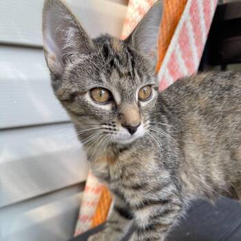 Apple Cider26 -  Domestic Short Hair Cat for Adoption in Youngsville, North Carolina - Apple Cider26 | PetCurious