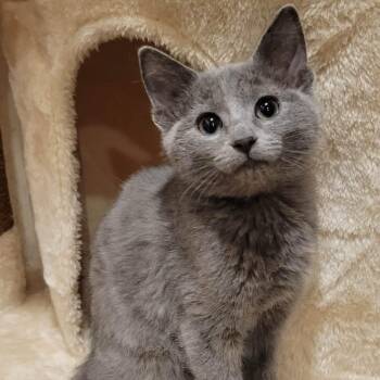 Taya -  Domestic Short Hair Cat for Adoption in Greensburg, Pennsylvania - Taya | PetCurious