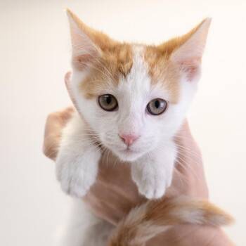 Ivan -  Domestic Short Hair Cat for Adoption in Buffalo, Minnesota - Ivan | PetCurious