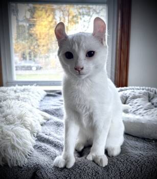 Rescue American Curl Cats for Adoption in Carrollton, Virginia - Puff | PetCurious