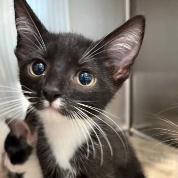 Pepper -  Domestic Short Hair Cat for Adoption in Scituate, Massachusetts - Pepper | PetCurious