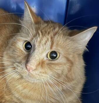 Rescue Domestic Medium Hair Cats for Adoption in Sault Ste. Marie, Michigan - Milo | PetCurious