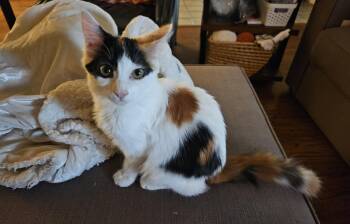 Rescue Domestic Short Hair Cats for Adoption in Lodi, California - Jasmine | PetCurious