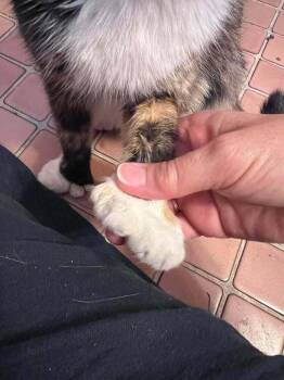 Matilda -  Domestic Short Hair Cat for Adoption in Emporia, Kansas - Matilda | PetCurious