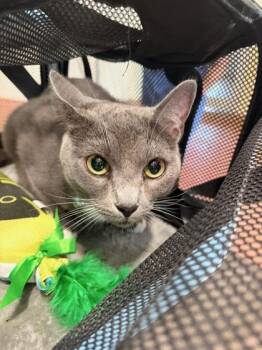 Nala -  Domestic Short Hair Cat for Adoption in New Orleans, Louisiana - Nala | PetCurious