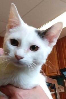 Rescue Domestic Short Hair Cats for Adoption in Waupaca, Wisconsin - Beetle | PetCurious