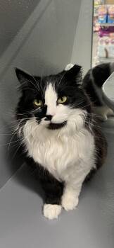 Domestic Medium Hair Cats Available for Adoption - Muru | PetCurious