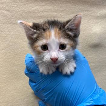 Milkyway -  Domestic Short Hair Cat for Adoption in San Antonio, Texas - Milkyway | PetCurious