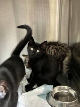 Carrottop -  Domestic Short Hair Cat for Adoption in Simcoe, Ontario - Carrottop | PetCurious