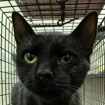 109415 -  Domestic Short Hair Cat for Adoption in Las Cruces, New Mexico - 109415 | PetCurious