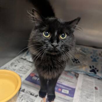 Domestic Long Hair Cats Available for Adoption in Springfield, Illinois - Zoey | PetCurious
