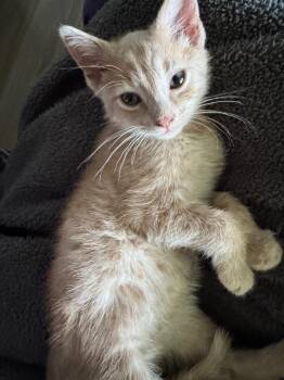 Domestic Short Hair Cats Available for Adoption in Johnson City, Tennessee - Nugget | PetCurious