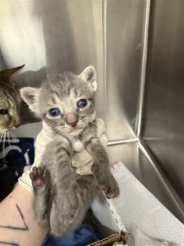 BARBIE -  Domestic Short Hair Cat for Adoption in Baytown, Texas - BARBIE | PetCurious