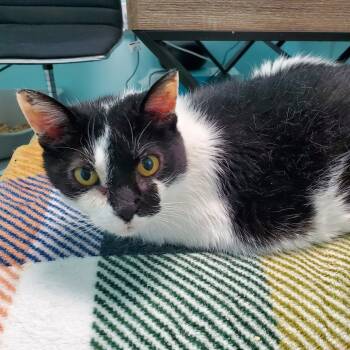 Rescue Domestic Short Hair Cats for Adoption in Pittsburgh, Pennsylvania - Bisou | PetCurious