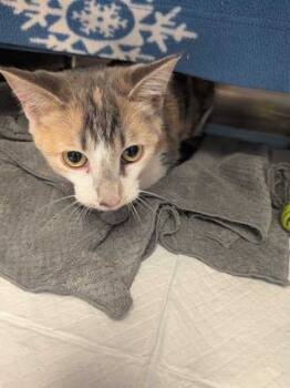 Rescue Domestic Short Hair Cats for Adoption in Cincinnati, Ohio - Little Girl | PetCurious