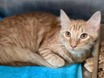 Cornelius -  Domestic Short Hair Cat for Adoption in Austin, Texas - Cornelius | PetCurious