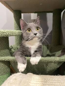 Piper -  Domestic Short Hair Cat for Adoption in Stoughton, Wisconsin - Piper | PetCurious