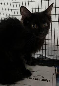 DYNASTY -  Domestic Short Hair Cat for Adoption in Fort Lauderdale, Florida - DYNASTY | PetCurious