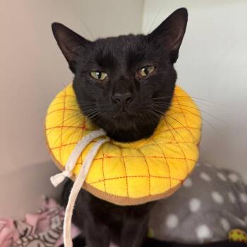 Blackberry -  Domestic Short Hair Cat for Adoption in Dearborn, Michigan - Blackberry | PetCurious