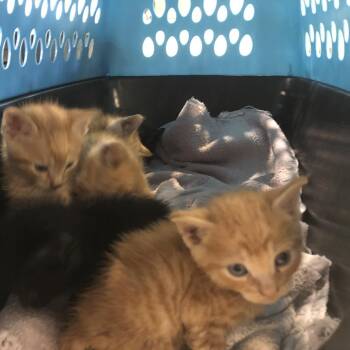 Vanta -  Domestic Short Hair Cat for Adoption in Brentwood, Missouri - Vanta | PetCurious