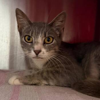 Ramallah -  Domestic Short Hair Cat for Adoption in Pittsburgh, Pennsylvania - Ramallah | PetCurious