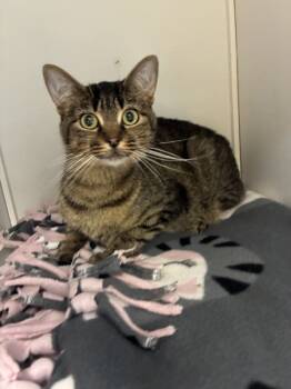 Rescue Domestic Short Hair Cats for Adoption in Salt Lake City, Utah - Giggles | PetCurious