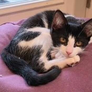 Licorice -  Domestic Short Hair Cat for Adoption in West Warwick, Rhode Island - Licorice | PetCurious