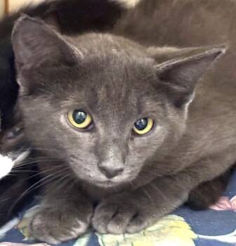 RHINO -  Domestic Short Hair Cat for Adoption in Dedham, Massachusetts - RHINO | PetCurious