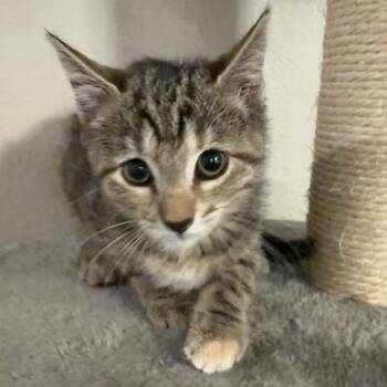 Tuna -  Domestic Medium Hair Cat for Adoption in Midland, Texas - Tuna | PetCurious