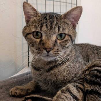 Rescue Domestic Short Hair Cats for Adoption in Warr Acres, Oklahoma - Camus | PetCurious