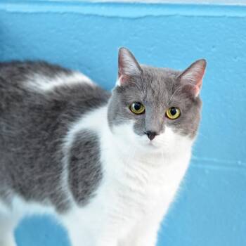 Domestic Short Hair and American Bobtail Cats Available for Adoption in Sanford, Florida - Snow | PetCurious