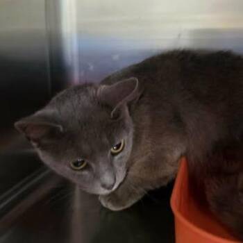 Xena -  Domestic Short Hair Cat for Adoption in Washington, District Of Columbia - Xena | PetCurious
